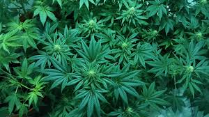 Vidste du, at medicinsk cannabis er lovligt i Danmark?